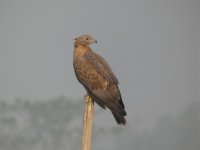 Oriental Honey Buzzard(2).jpg