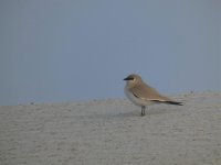 Small Pratincole(2).jpg