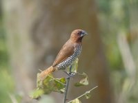 Scaly-breasted Munia.jpg