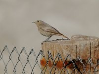 27 Black Redstart.jpg