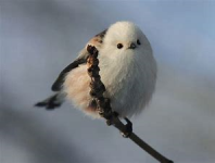 Long-tailed Tit.png