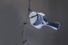 Azure tit.jpg