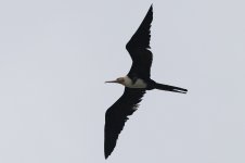 Frigatebird (02) - Copy.JPG