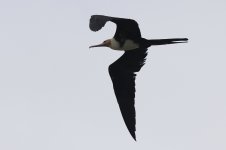 Frigatebird (03) - Copy.JPG