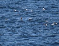 Gannet_Girdle Ness_270420a.jpg