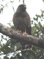 Raptor Calakmul.jpg