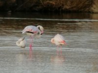 32 Greater Flamingos.jpg