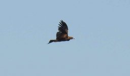 BF Nikon P950 thread Wedge-tailed Eagle flight crop.jpg