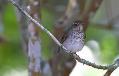 HermitThrush-00002a.JPG