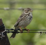 Corn Bunting, Abbaye de Fontcalvy 10-05-19.jpg