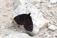 Black Mountain Ringlet nz 1.jpg