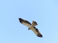 50 Booted Eagle.jpg