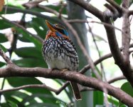 wood kingfisher.JPG