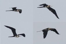 Frigatebird (10) - Copy.jpg