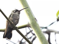 Hummingbird Cholula 2.jpg