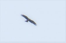 black kite.jpg