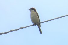 woodchat shrike (2).jpg