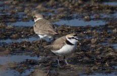 Kentish Plover2, Gruissan 09-05-19.jpg