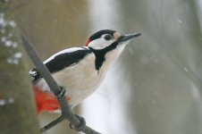 Great-spotted_Woodpecker_labanoras_2.jpg
