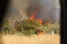 20200110 (31)_Bush_Fire.JPG