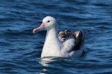 Gibsons Wandering Albatross nz 2.jpg