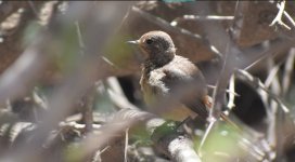 Redstart3.jpg