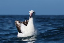 Gibsons Wandering Albatross nz 8.jpg