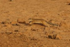 20200110 (52)_Striped_Ground_Squirrel.JPG