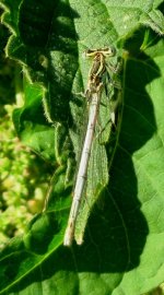 white-legged damselfly ex IMG_2152 (350).JPG