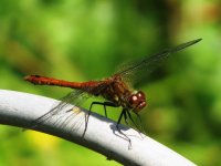 ruddy darter ex IMG_2141 (1000).JPG