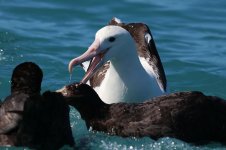 Gibsons Wandering Albatross nz 3.jpg