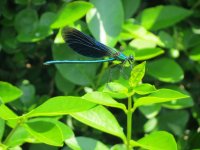 beautiful demoiselle ex IMG_2089 (1000).JPG