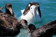 Gibsons Wandering Albatross nz 4.jpg