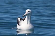 Southern Royal Albatross nz 3.jpg