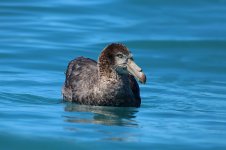 Northern Giant Petrel nz 1.jpg