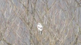 greatgreyshrike1.jpg