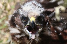 Australasian Harrier nz 1.jpg