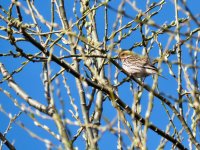 Little Bunting.jpeg