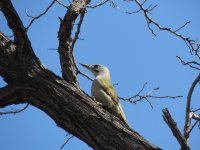 Grey-Headed Woodpecker.jpeg