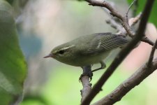 Phylloscopus SP (04) - Copy.JPG