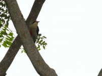 ee beautiful woodpecker.JPG