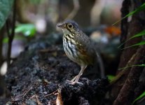 streak chest antpitta.JPG