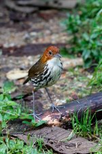 jja chestnut capped antpitta standing.jpg