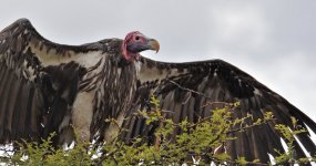 rsz_lappet-faced_vulture.jpg