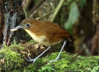 yellow breasted antpitta.JPG