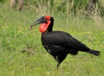 rsz_southern_ground_hornbill.jpg