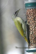 Grey-headed_Woodpecker_lab_1.jpg