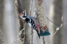 White-backed_Woodpecker_3.jpg