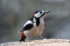 Great_Spotted_Woodpecker_lab_1.jpg