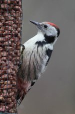 Middle_Spotted_Woodpecker_lab_3.jpg